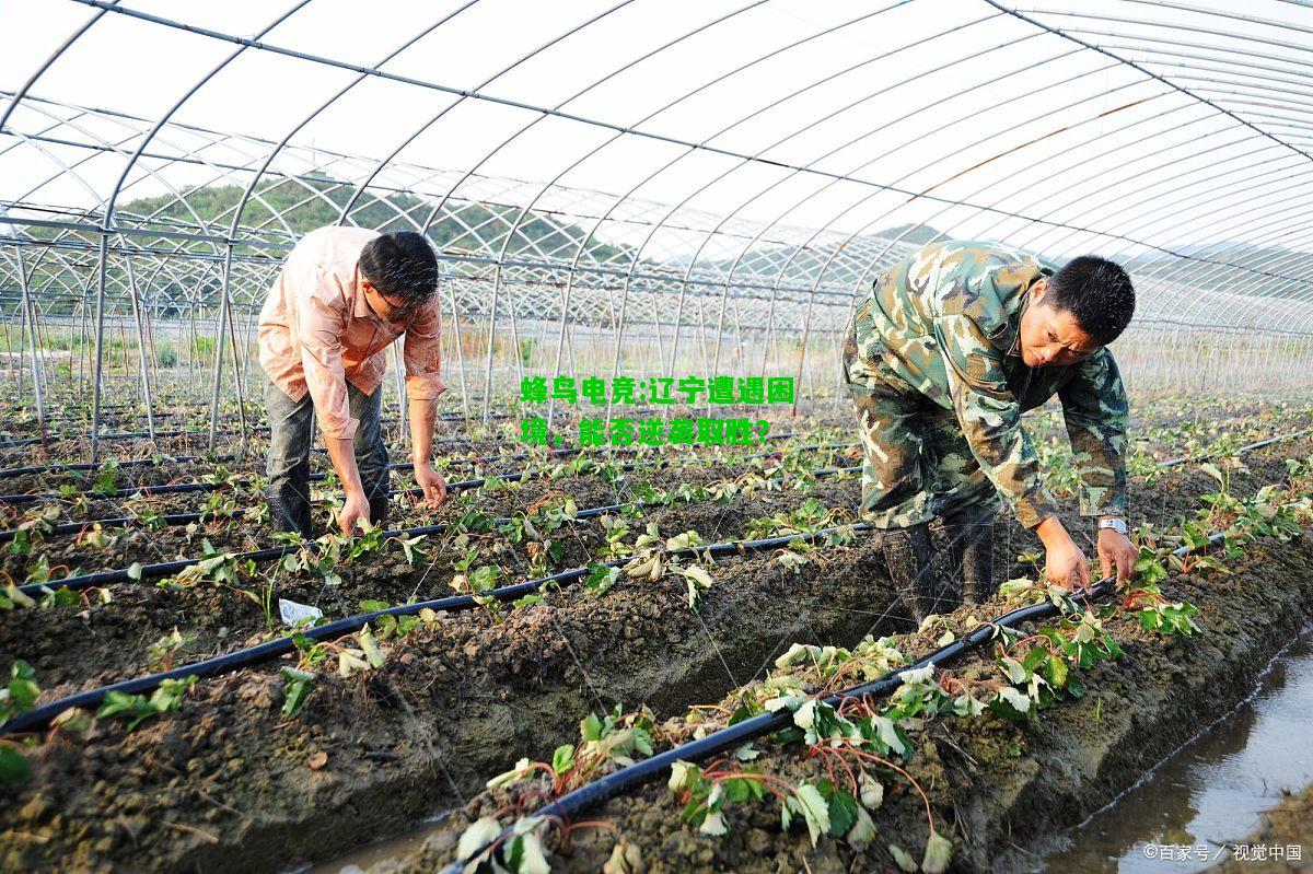 蜂鸟电竞:辽宁遭遇困境，能否逆袭取胜？